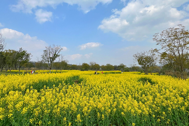 每到油菜花季，就有市民相約到重慶廣陽(yáng)島上踏青賞花。鄒樂(lè)攝