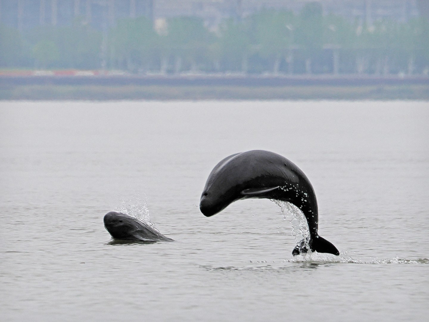 文化中國行 長江之歌丨微笑的江豚，從四千年前“游”來