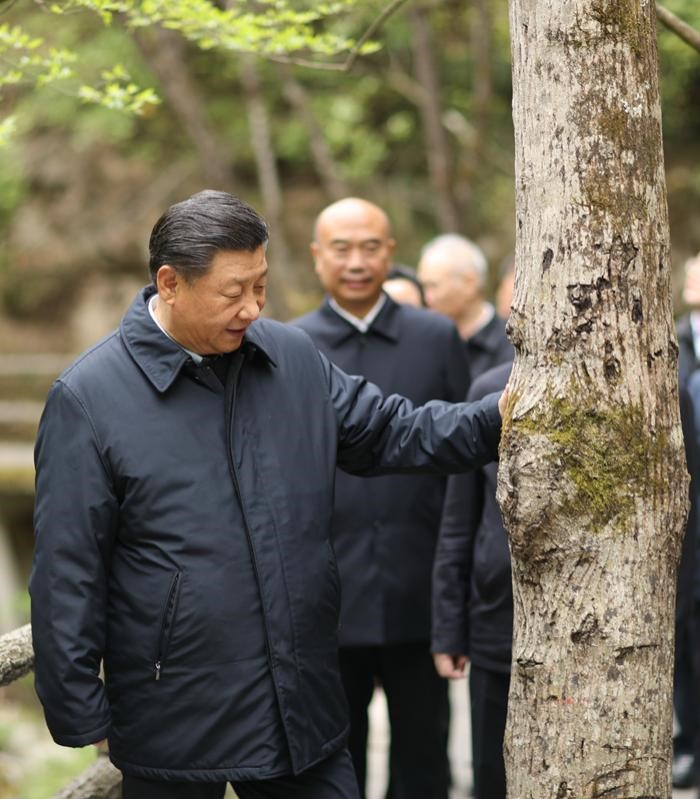 2020年4月20日，中共中央總書(shū)記、國(guó)家主席、中央軍委主席習(xí)近平在陜西考察調(diào)研。這是習(xí)近平在位于商洛市柞水縣的秦嶺牛背梁國(guó)家級(jí)自然保護(hù)區(qū)，考察秦嶺生態(tài)保護(hù)情況。 新華社記者 鞠鵬 攝