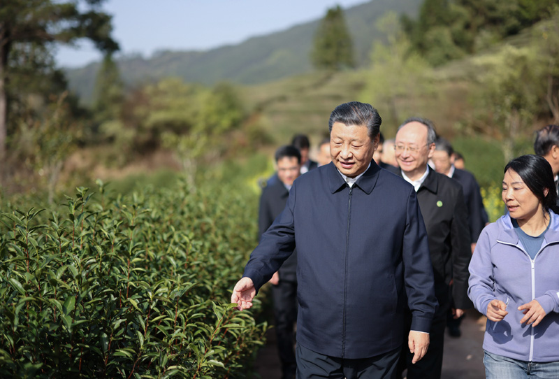 2021年3月22日下午，習(xí)近平在福建省南平市武夷山市星村鎮(zhèn)燕子窠生態(tài)茶園，察看春茶長勢，了解當(dāng)?shù)夭璁a(chǎn)業(yè)發(fā)展情況。
