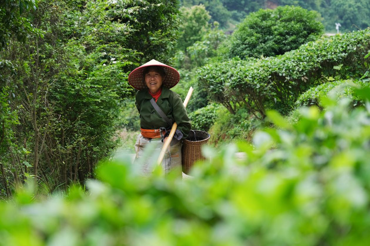 2024年4月24日，湖南省衡陽市耒陽市龍?zhí)伶?zhèn)江頭貢茶葉種植專業(yè)合作社，村民在茶山采摘茶葉，實(shí)現(xiàn)了家門口就業(yè)。