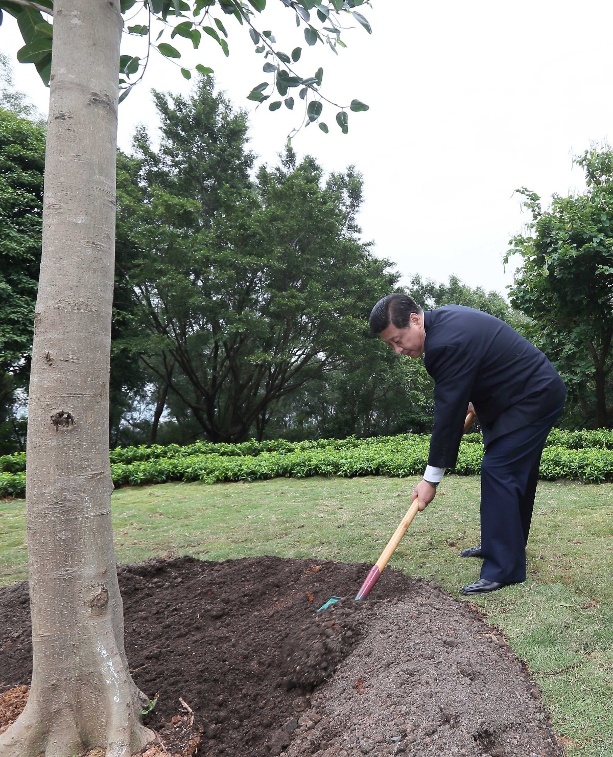 2012年12月8日，習(xí)近平在深圳蓮花山公園種下一棵高山榕樹。