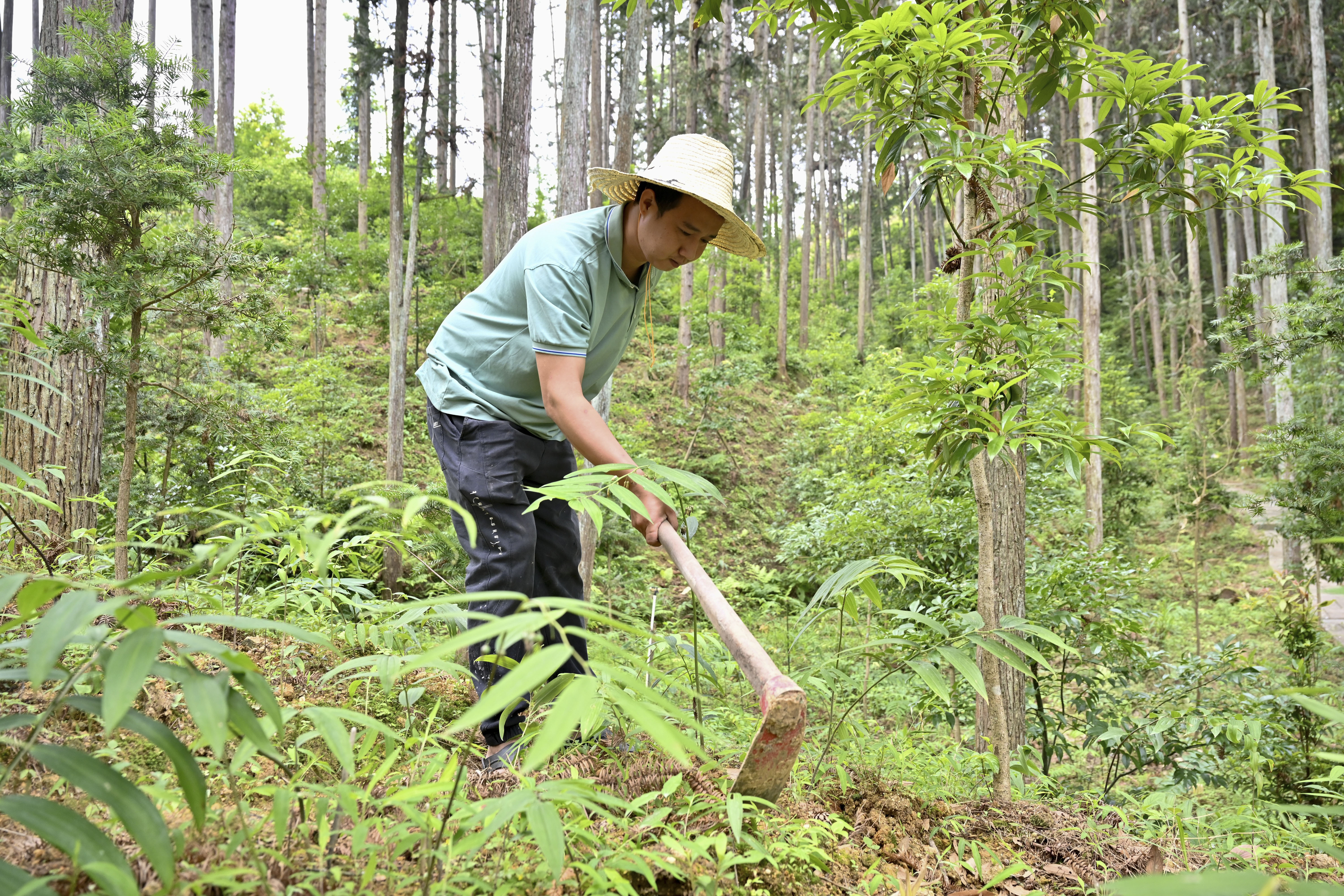 2024年5月9日，福建省三明市馬巖林下經(jīng)濟(jì)種植示范基地工人在管理林下種植的多花黃精。