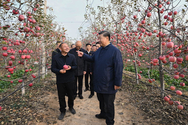 2022年10月26日，習近平總書記在陜西省延安市安塞區(qū)高橋鎮(zhèn)南溝村的蘋果園里同老鄉(xiāng)們親切交流。