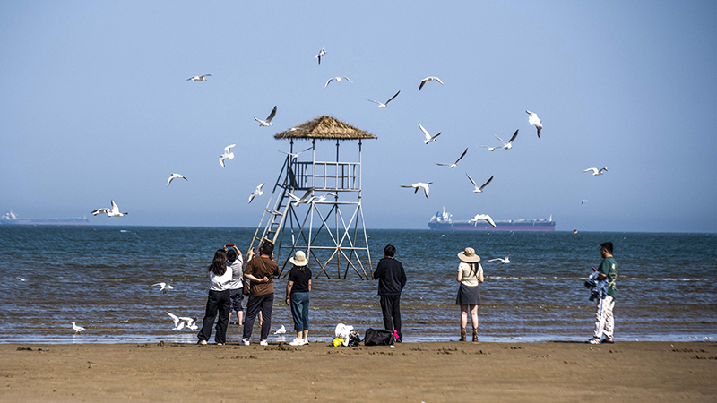 2024年5月12日，河北秦皇島，北戴河鴿子窩公園成群海鷗在天空中自由翱翔，與大海、藍(lán)天構(gòu)成了一幅美麗的畫(huà)卷。