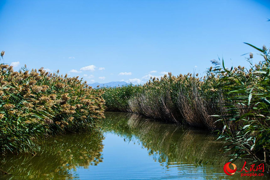 經(jīng)過(guò)治理的烏梁素海風(fēng)景秀美，蘆葦搖曳生姿。人民網(wǎng) 孟佳澍攝