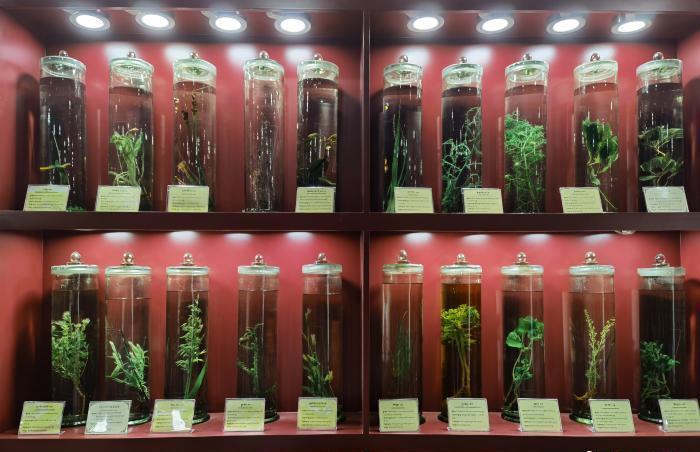 圖為藏藥藥材標(biāo)本。???張海?? ??.jpg