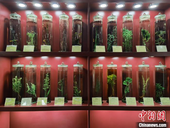 圖為藏藥藥材標(biāo)本?！埡ｖ?攝.jpg