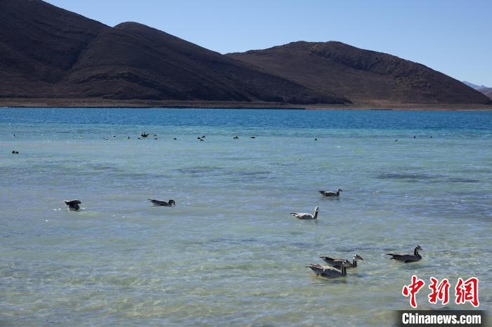 圖為過冬的候鳥在羊湖游弋?！∪轿木?攝