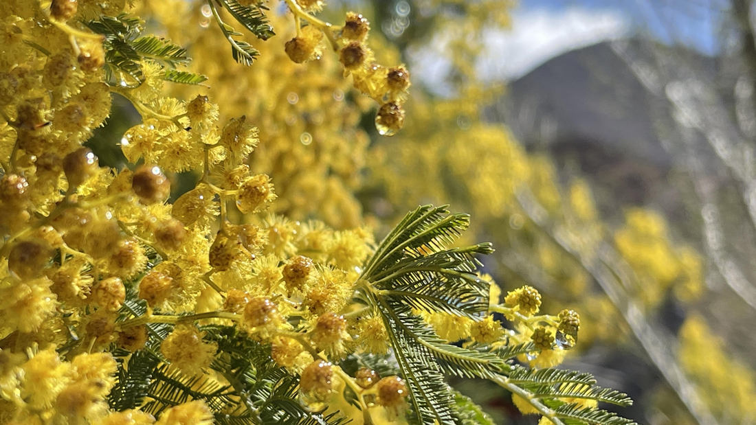清晨帶著露珠的金合歡花。