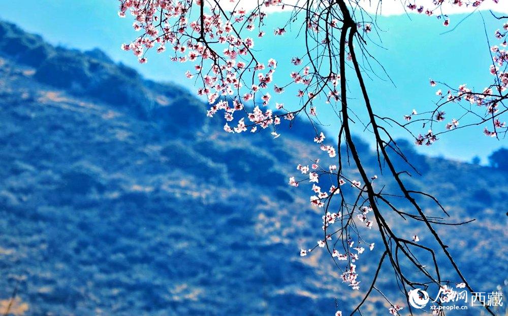 清麗的桃花。人民網(wǎng) 李海霞攝