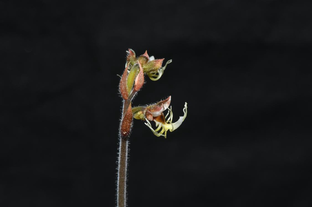 墨脫金線蘭。金效華攝