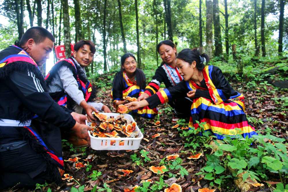 村民采摘林芝。次仁央宗攝