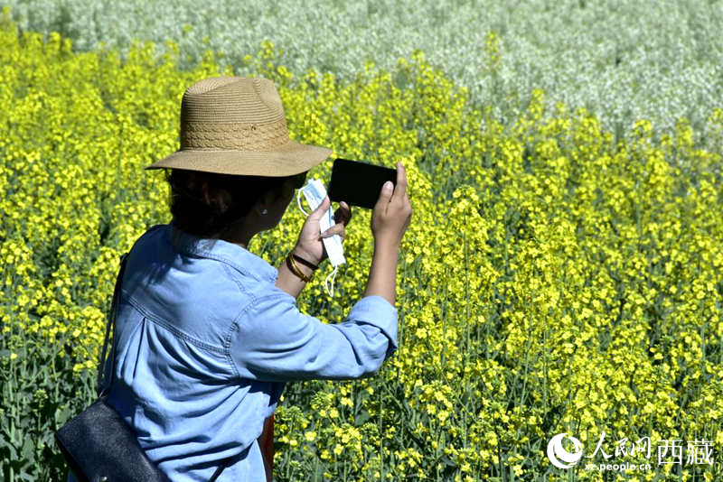 大片油菜花吸引游客到來(lái)。人民網(wǎng) 李海霞攝
