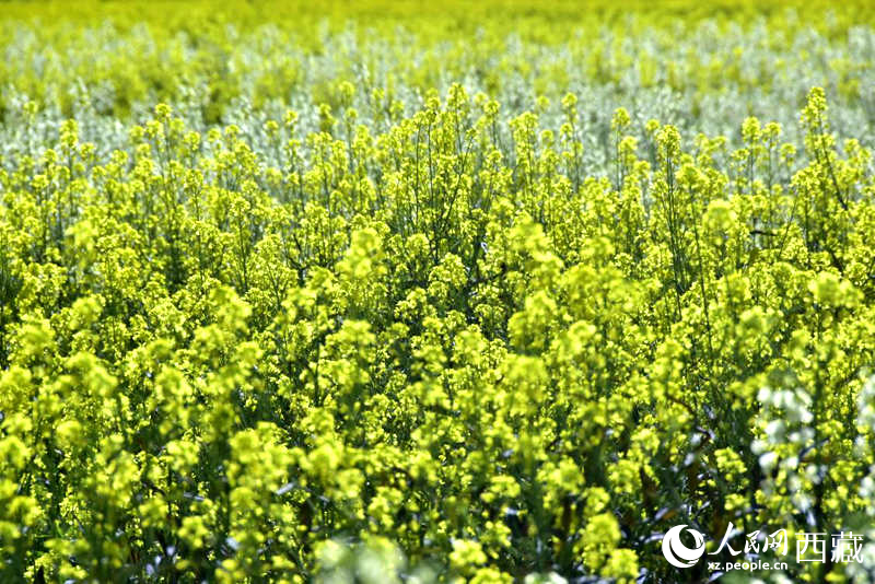 盛開(kāi)的小油菜花。人民網(wǎng) 李海霞攝