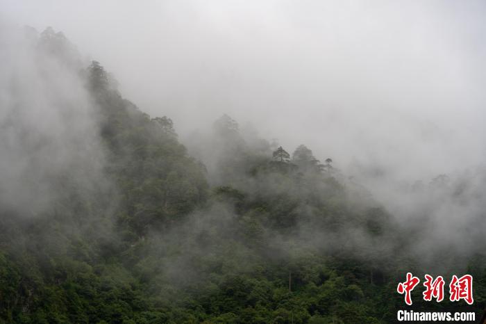 雨后勒布溝的云霧?！〗w波 攝
