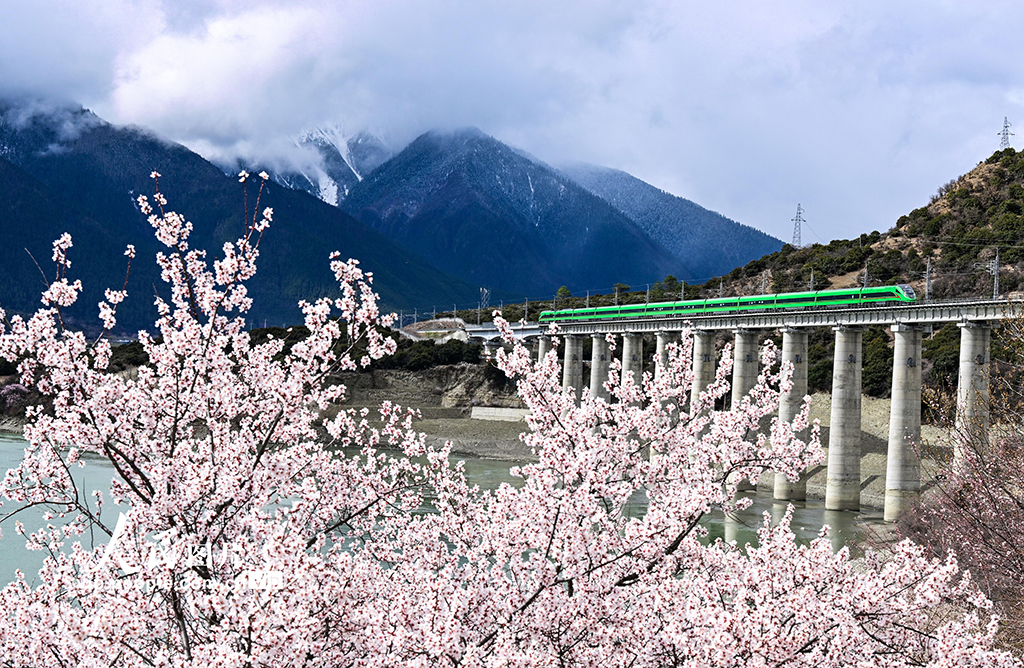 西藏林芝：雪域高原列車(chē)穿越花?！?】