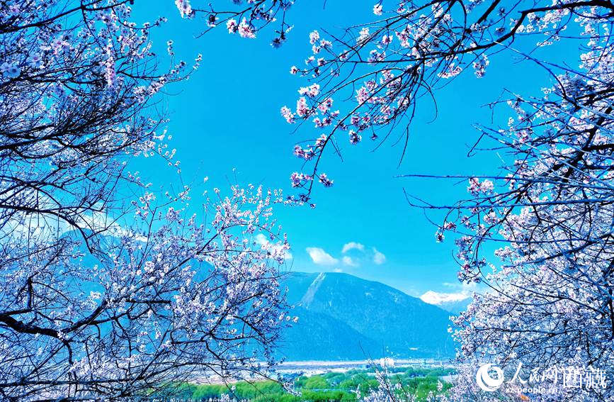藍天與桃花相映成趣。 人民網(wǎng) 李海霞攝