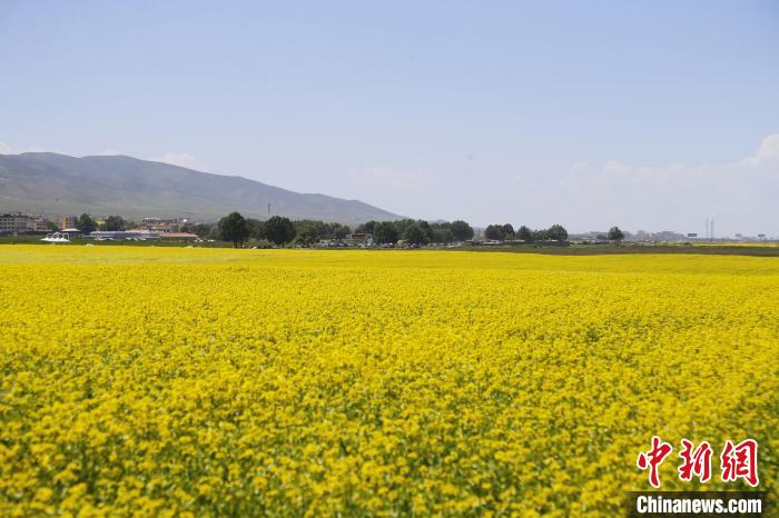 圖為青海湖畔油菜花海?！●R銘言 攝