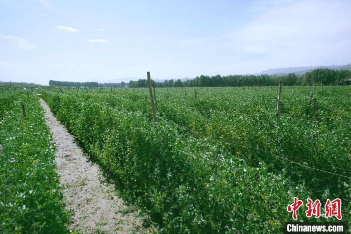 天?？h高原綠色(有機(jī))蔬菜基地種植的食用莢豆。　闕道華 攝
