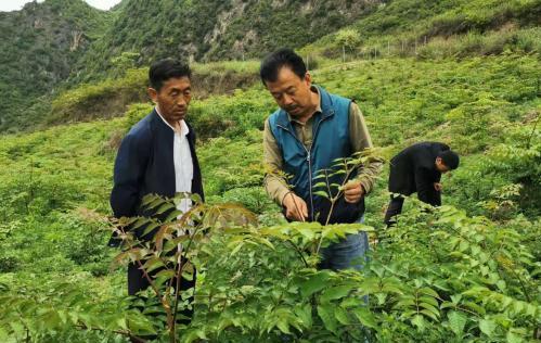 圖為張金利調(diào)研適合阿拉村種植的農(nóng)作物，經(jīng)過不斷改良技術(shù)后，產(chǎn)量大大提高。(資料圖)甘肅省水利廳供圖
