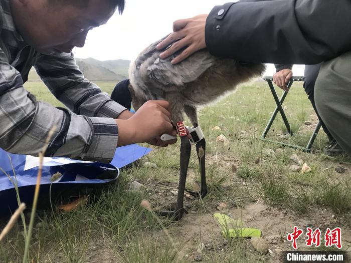 圖為研究人員為黑頸鶴佩戴GPS跟蹤設備。祁連山國家公園青海省管理局供圖