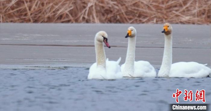 圖為疣鼻天鵝與大天鵝。　青海國家公園觀鳥協(xié)會供圖 攝