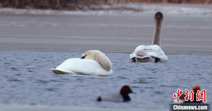 圖為疣鼻天鵝水面休憩。　青海國(guó)家公園觀鳥(niǎo)協(xié)會(huì)供圖 攝