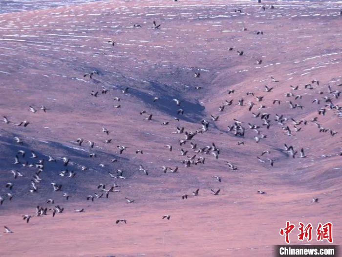 圖為黑頸鶴翔集于青海嘉塘草原上。　青海省玉樹藏族自治州稱多縣委宣傳部供圖