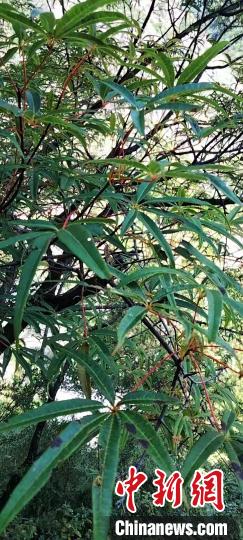 被稱為植物界“大熊貓”的五小葉槭植物?！】刀ㄊ形麄鞑抗﹫D