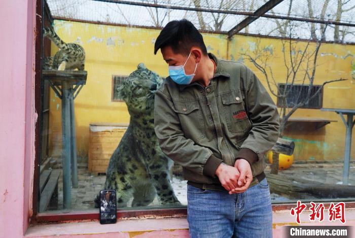 圖為雪豹“奶爸”史壽軍直播休息時與雪豹互動。　馬銘言 攝