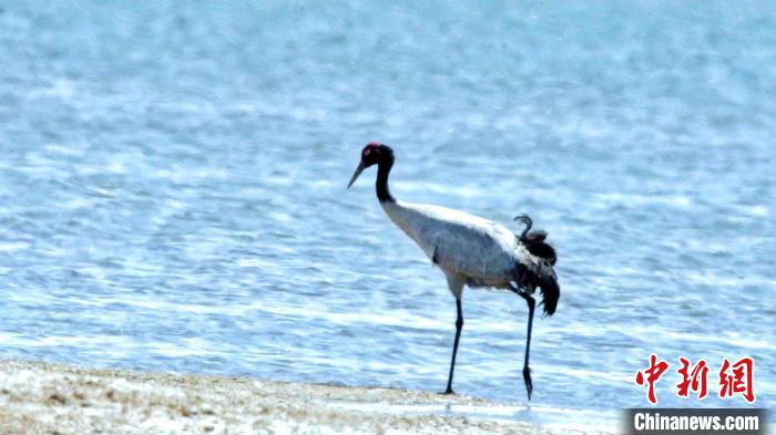 圖為黑頸鶴在青海湖畔散步?！《砣詹囟?攝