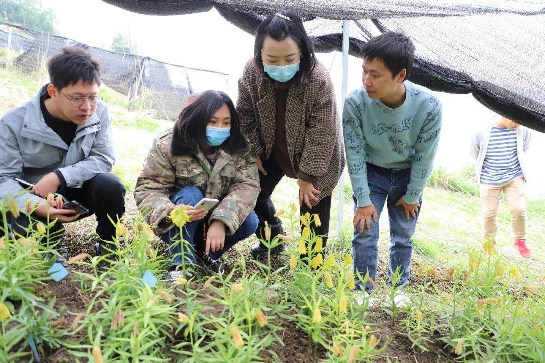 彭州對(duì)口支援工作組隊(duì)項(xiàng)目組查看瓦布貝母種植情況。彭州市宣傳部供圖