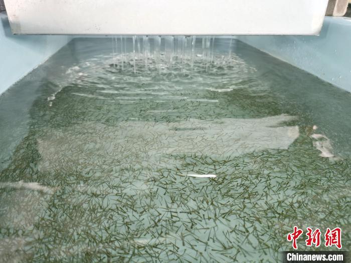 圖為正在育苗。　張?zhí)砀?攝