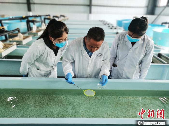 圖為工作人員檢查魚苗?！?zhí)砀?攝