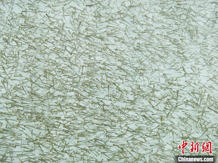 圖為密集培育的魚苗?！?zhí)砀?攝
