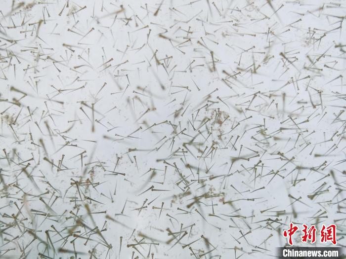 圖為魚苗?！?zhí)砀?攝