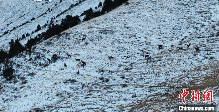 圖為巖羊和馬鹿集體在雪地里休憩?！《继m縣融媒體中心 供圖
