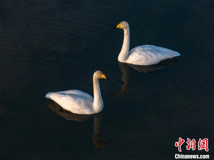 圖為兩只天鵝在湖中游蕩?！『螁⒔?攝