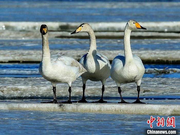 圖為三只天鵝在湖面上曬太陽(yáng)?！『螁⒔?攝