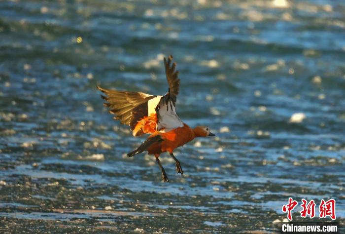 圖為赤麻鴨貼著水面飛行?！“兹斩〔冀?攝