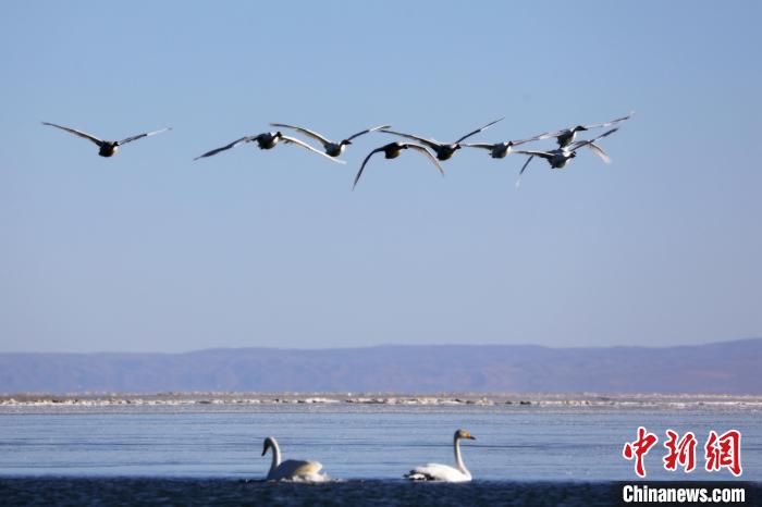 圖為大天鵝在青海湖上空飛翔?！●R怡睿 攝
