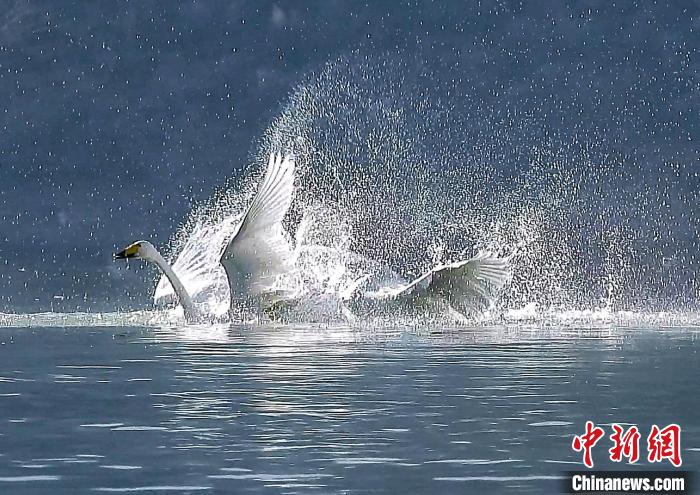 圖為大天鵝在水中嬉戲?！黎?攝