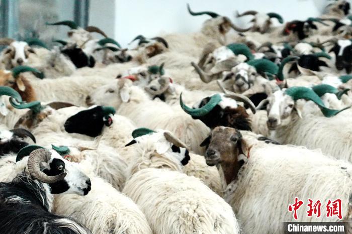 圖為被評為國家農(nóng)產(chǎn)品地理標(biāo)志保護產(chǎn)品的剛察藏羊進場入圈?！〔讨绢?攝