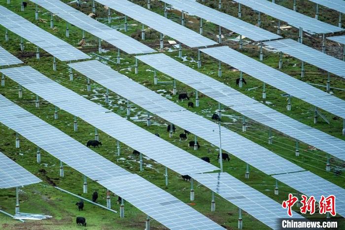 柯拉光伏板距地面高度超過1.8米，可滿足植被生長需要，又能保障牛羊放牧空間，實(shí)現(xiàn)“牧光”互補(bǔ)?！⒅铱?攝