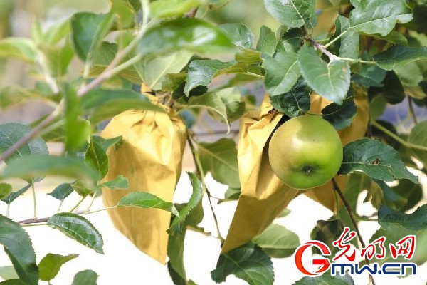 我們的家園｜小蘋果帶動(dòng)大產(chǎn)業(yè)，帶你看看這座阿壩州小村的鄉(xiāng)村振興新模式