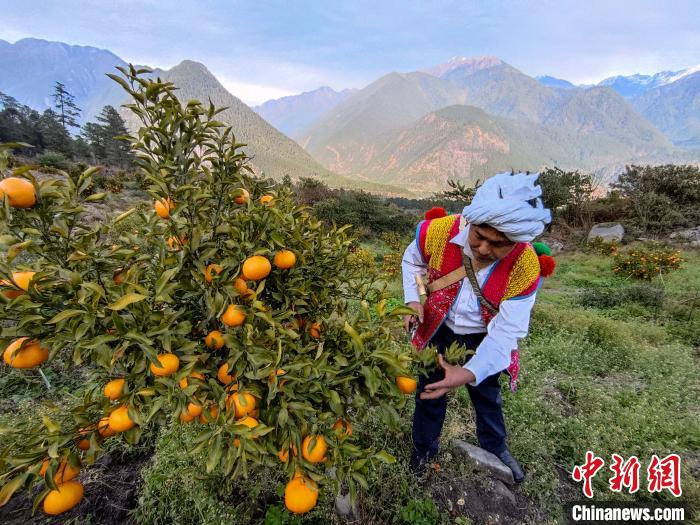 林芝下察隅鎮(zhèn)京都村101畝耙耙柑豐收?！〗w波 攝