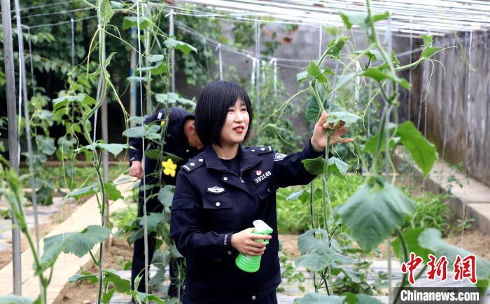 圖為李冬雪在溫室大棚里勞作?！∥鞑爻鋈刖尺叿罊z查總站供圖
