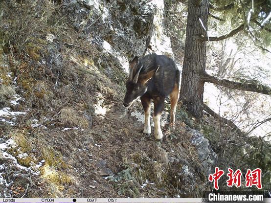 圖為相同位點(diǎn)記錄到的國家二級(jí)重點(diǎn)保護(hù)野生動(dòng)物—中華鬣羚?！≈袊茖W(xué)院昆明動(dòng)物研究所提供