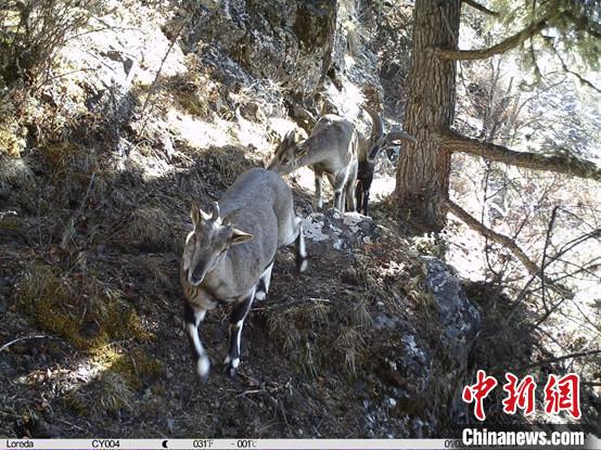 圖為相同位點(diǎn)記錄到的雪豹主要獵物—巖羊?！≈袊茖W(xué)院昆明動(dòng)物研究所提供